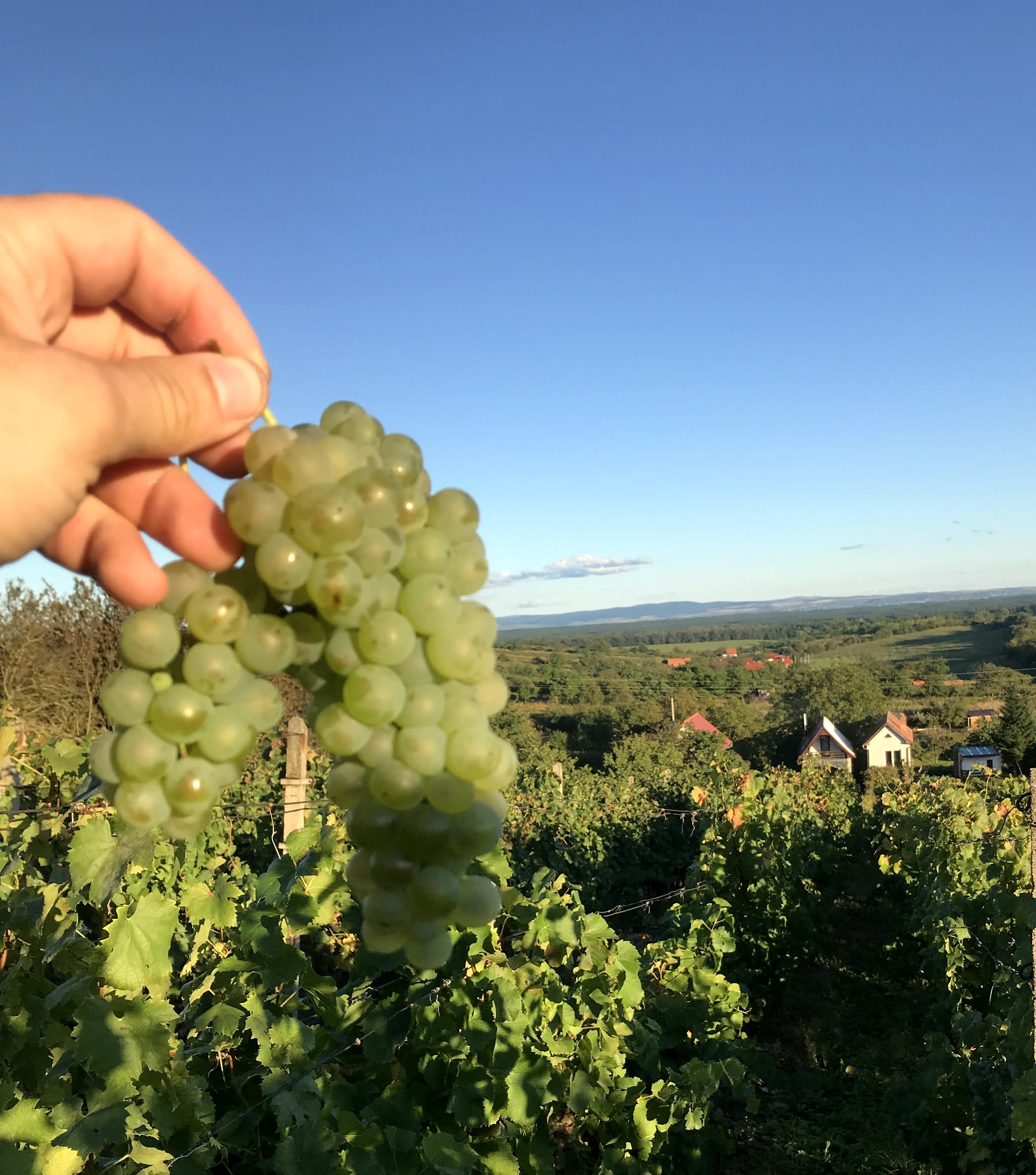 Atmosféra vinařství